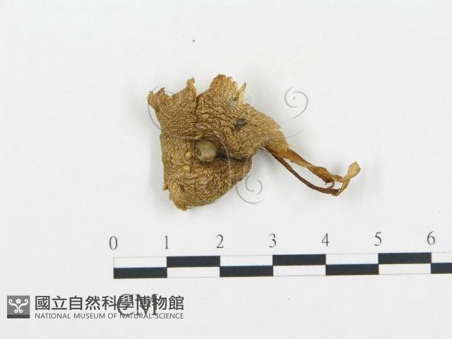 杯傘屬藏品圖，第3張