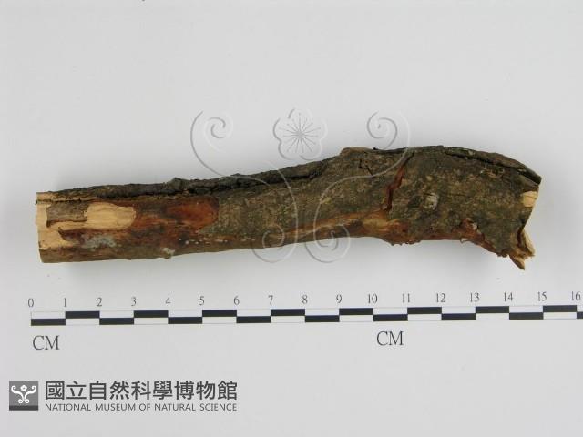 登錄號:F0005035藏品圖，第3張