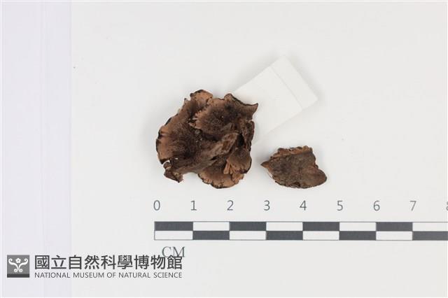 登錄號:F0035035藏品圖，第3張