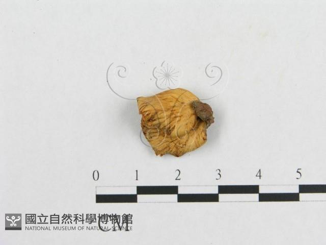 多孔菌屬藏品圖，第3張