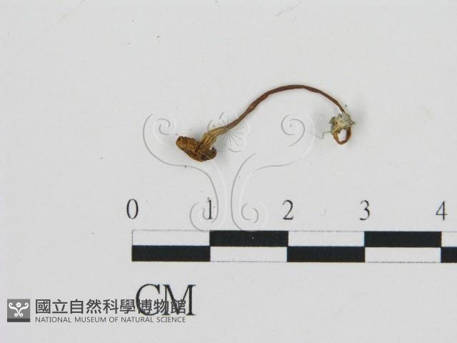 濕傘屬藏品圖，第3張