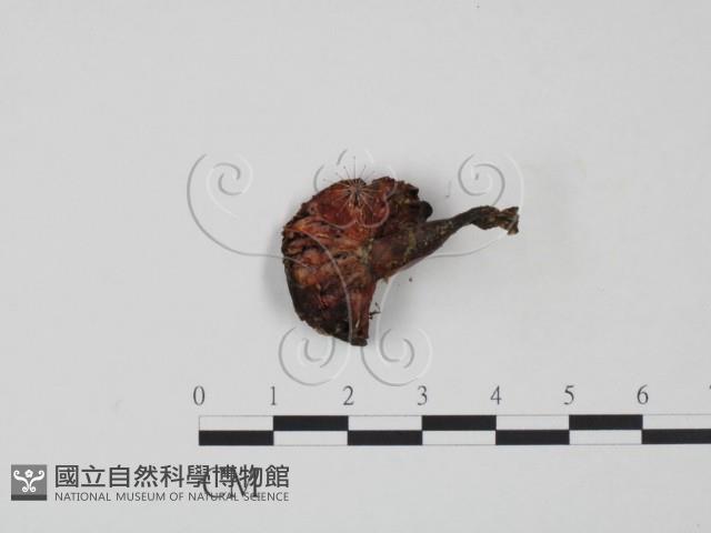 登錄號:F0000335藏品圖，第3張