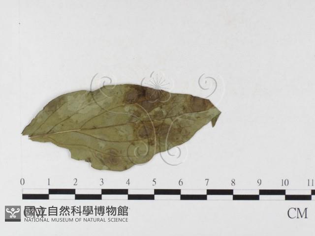 登錄號:F0026335藏品圖，第1張