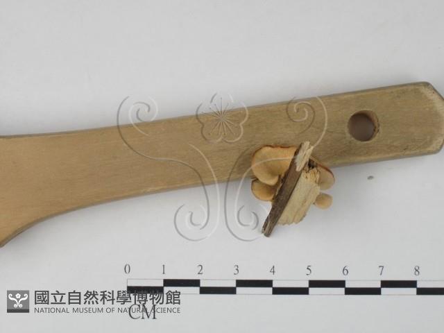 雲芝藏品圖，第3張