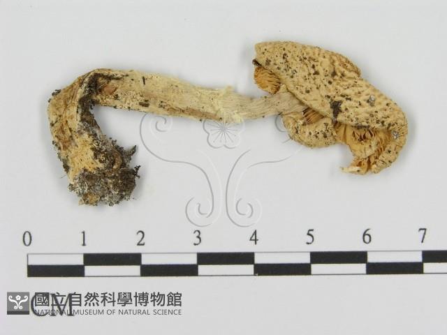 登錄號:F0016335藏品圖，第3張