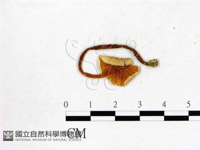 登錄號:F0002335藏品圖，第3張