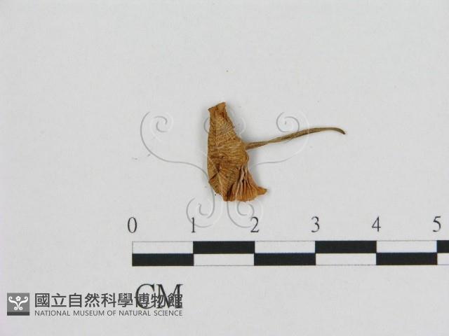 小皮傘屬藏品圖，第3張