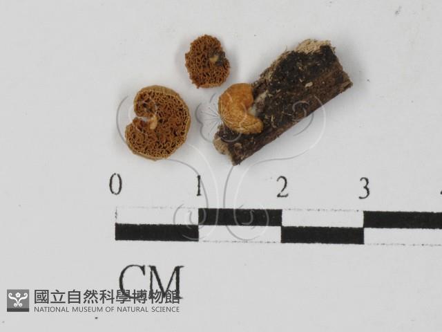 登錄號:F0027335藏品圖，第3張