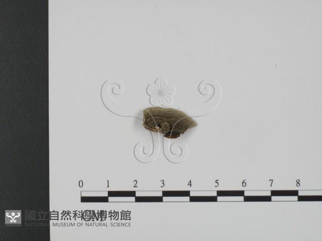 登錄號:F0007335藏品圖，第3張