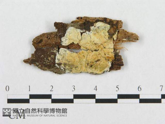 登錄號:F0017335藏品圖，第1張