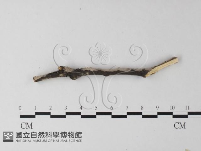 筍殼菌屬藏品圖，第3張