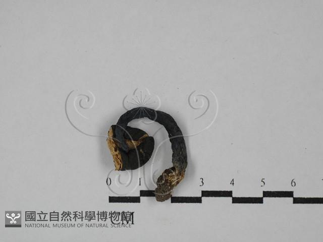 粉褶菌屬藏品圖，第3張