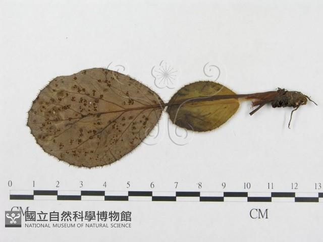 登錄號:F0019335藏品圖，第1張