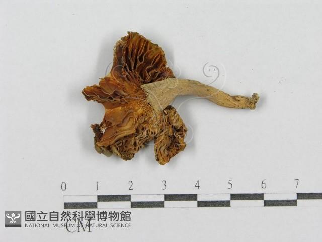 紅菇屬藏品圖，第3張