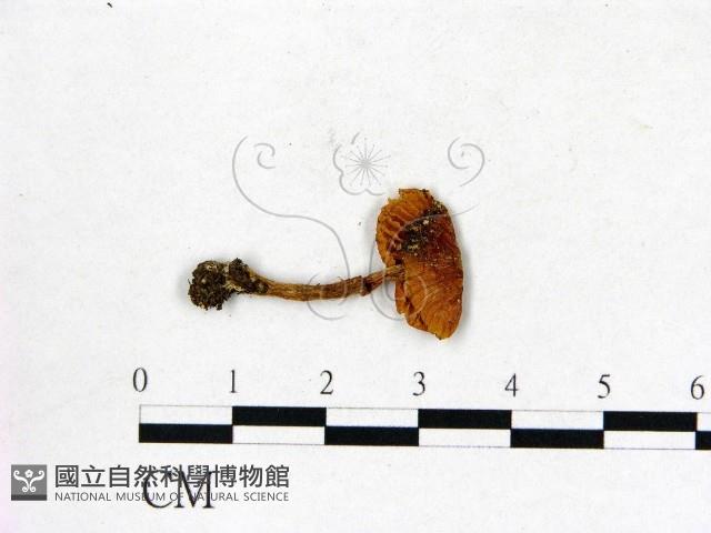 登錄號:F0013335藏品圖，第3張