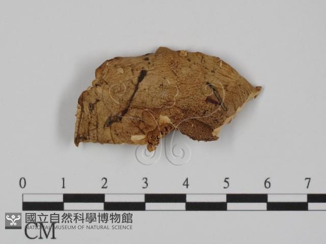 登錄號:F0008275藏品圖，第3張