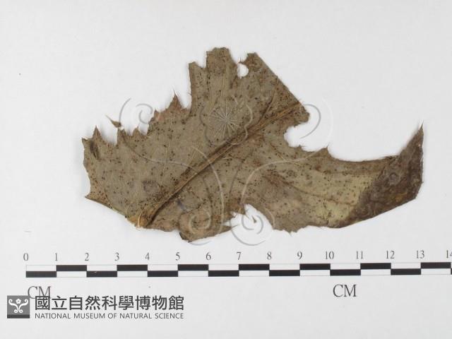 登錄號:F0026275藏品圖，第1張