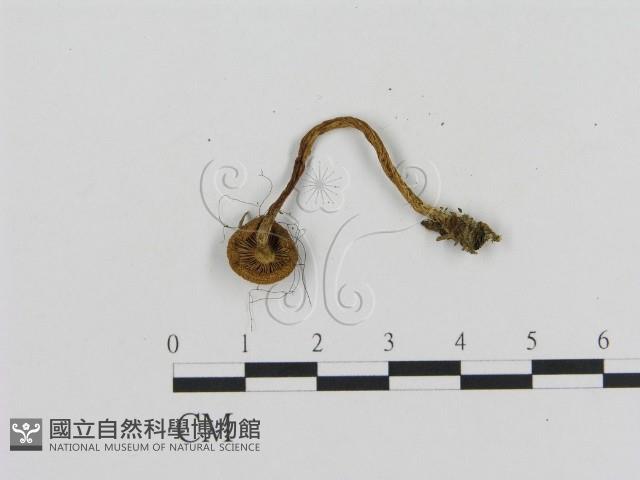 登錄號:F0016275藏品圖，第3張
