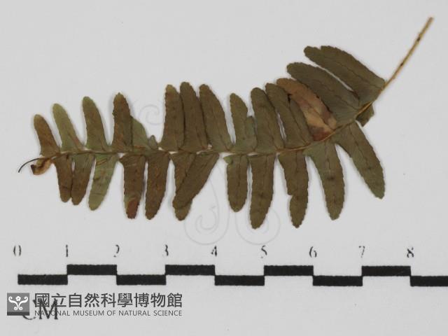 登錄號:F0021275藏品圖，第1張