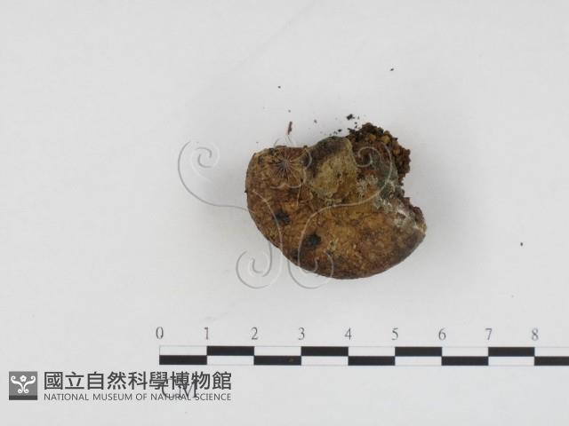 登錄號:F0024275藏品圖，第3張