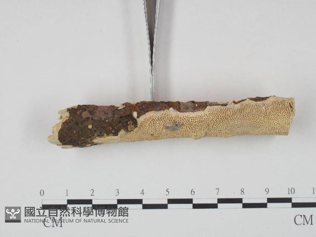 登錄號:F0004275藏品圖，第3張