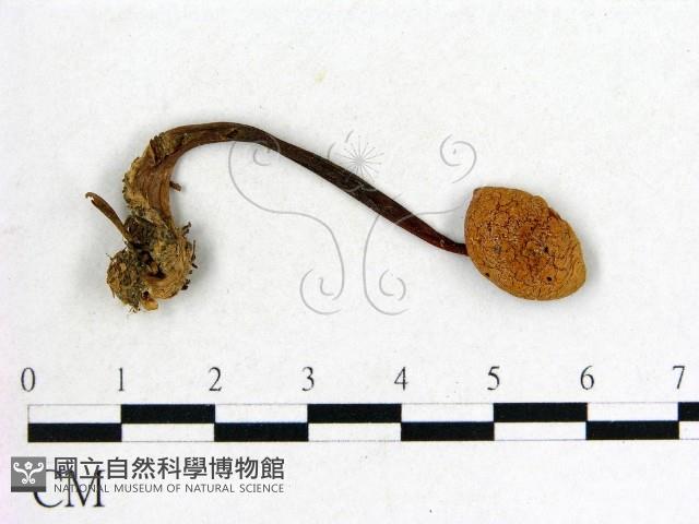 登錄號:F0022275藏品圖，第3張