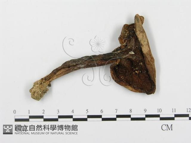 登錄號:F0002275藏品圖，第1張