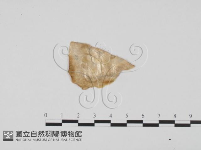 登錄號:F0012275藏品圖，第3張