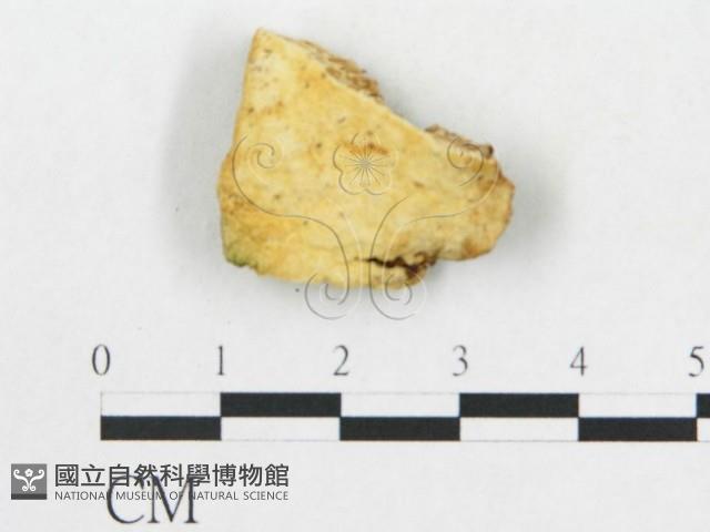 硬孔菌屬藏品圖，第1張