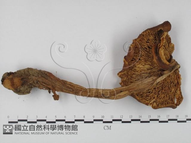 登錄號:F0005275藏品圖，第3張