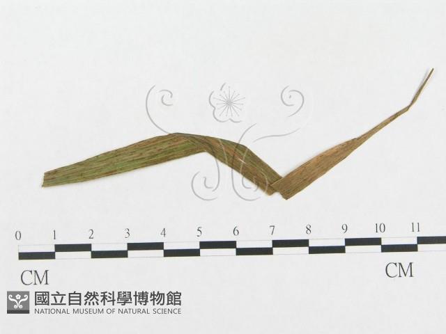 登錄號:F0019275藏品圖，第1張