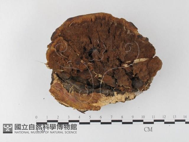 木層孔菌屬藏品圖，第3張