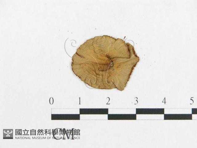 登錄號:F0003275藏品圖，第3張