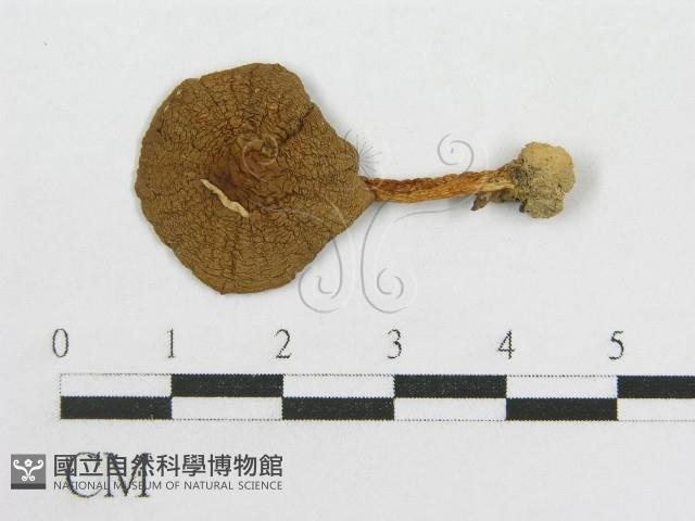 粉褶菌屬藏品圖，第3張