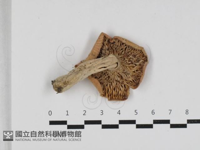 紅菇屬藏品圖，第3張