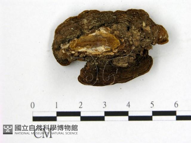 登錄號:F0008875藏品圖，第3張