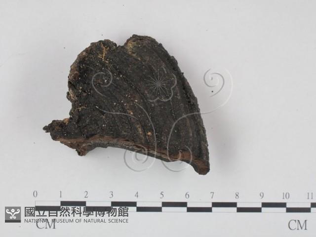 登錄號:F0018875藏品圖，第3張