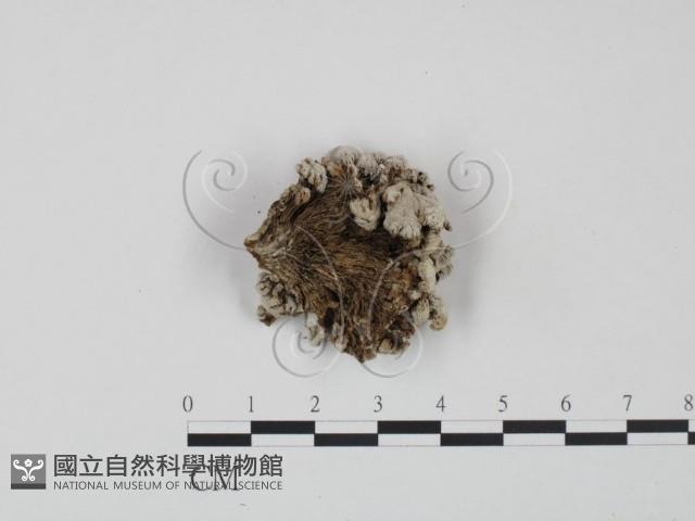 裂褶菌藏品圖，第3張