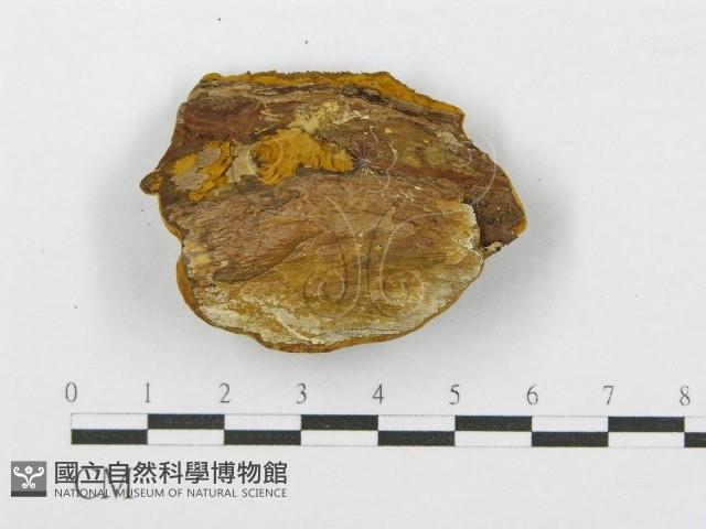 登錄號:F0010875藏品圖，第3張