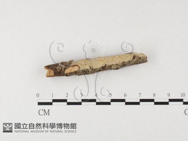 絲齒菌屬藏品圖，第3張