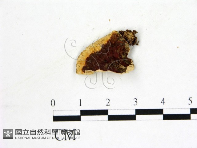 登錄號:F0006875藏品圖，第3張