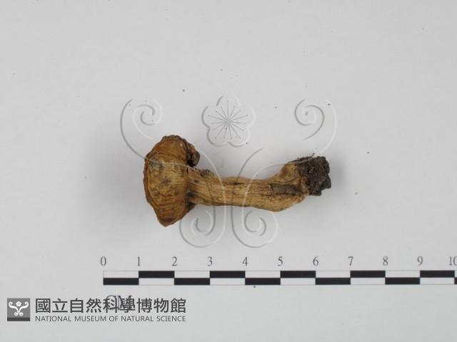 紅菇屬藏品圖，第3張