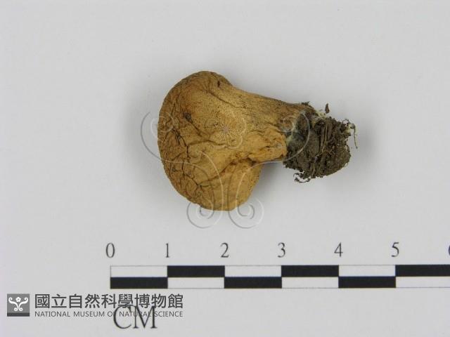 登錄號:F0001875藏品圖，第3張