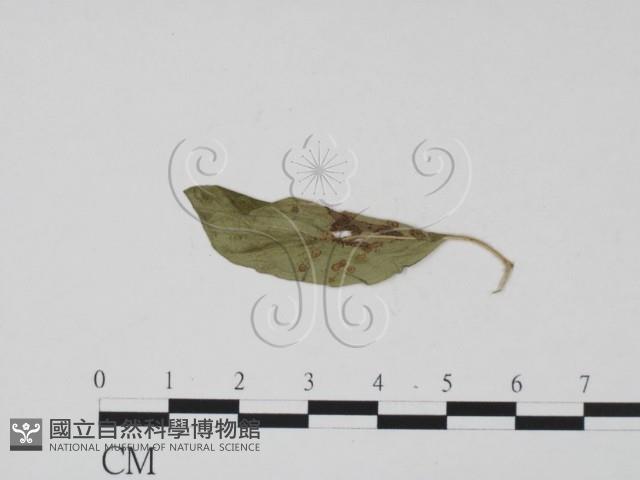 登錄號:F0011875藏品圖，第3張