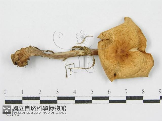 登錄號:F0004875藏品圖，第3張