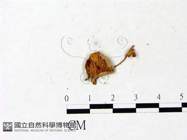 登錄號:F0022875藏品圖，第3張