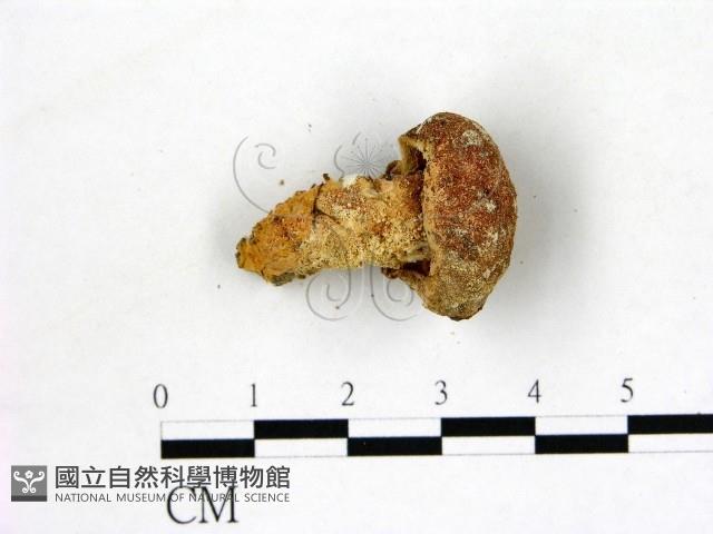 登錄號:F0012875藏品圖，第3張
