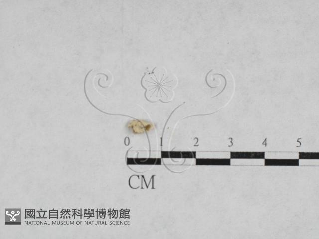 登錄號:F0027875藏品圖，第1張