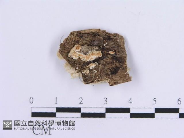 登錄號:F0017875藏品圖，第1張