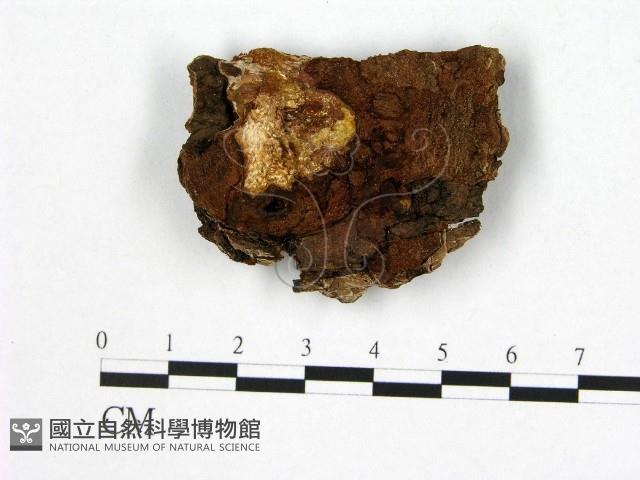 登錄號:F0005875藏品圖，第3張